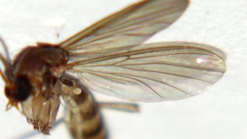 Rymosia sp.